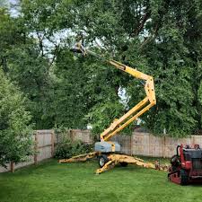 Best Lawn Renovation and Restoration  in Pine Hill, NJ