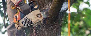Best Fruit Tree Pruning  in Pine Hill, NJ