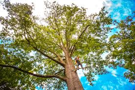 Best Lawn Maintenance Plans  in Pine Hill, NJ