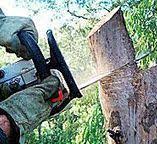 Best Tree and Shrub Care  in Pine Hill, NJ