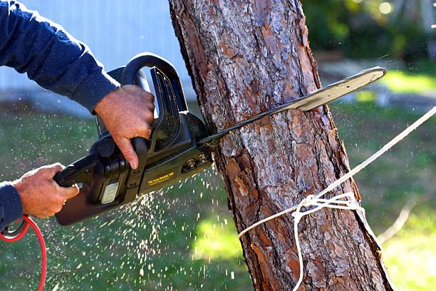 How Our Tree Care Process Works  in  Pine Hill, NJ