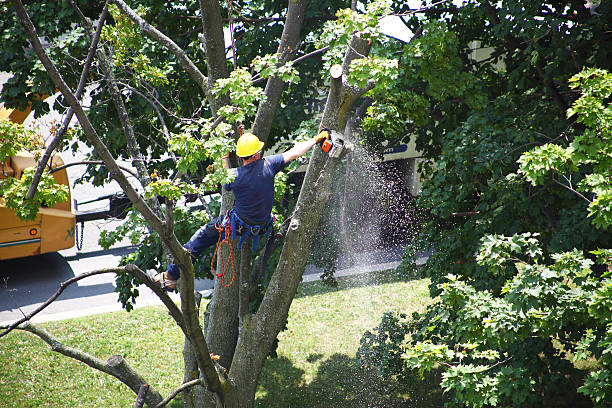 Best Tree Trimming and Pruning  in Pine Hill, NJ