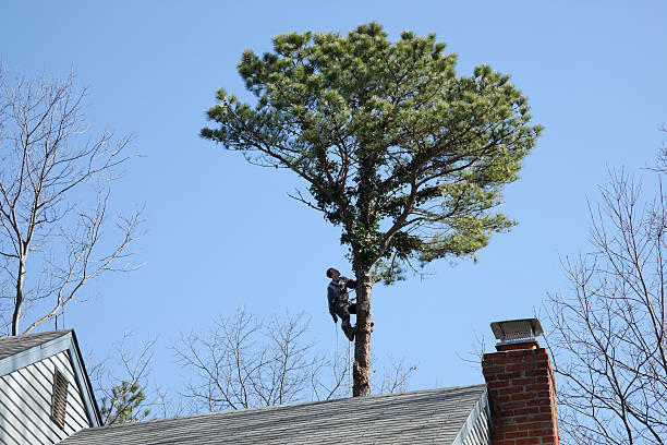 Best Leaf Removal  in Pine Hill, NJ