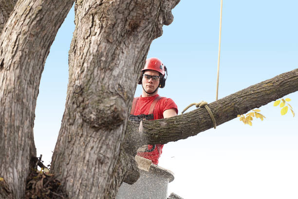Best Weed Control  in Pine Hill, NJ